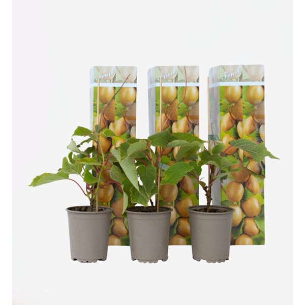 Pianta Di Kiwi – 3 Piante – Actinidia Deliciosa 'Jenny' – Altezza 20–40 Cm – Ø 9 Cm – Pianta Di Kiwi Autoimpollinante – Resistente Al Freddo E Produttiva – Con Fiori Profumati E Frutti Dolci-image