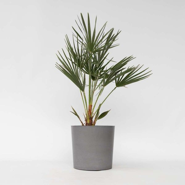 Palma Nana – Chamaerops Humilis – Palma Europea A Ventaglio – Palma Resistente Al Freddo Per Giardini, Terrazze E Balconi – Facile Da Curare E Robusta – Adatta Per Esterni E Interni – Altezza 70–80 Cm – Ø 21 Cm-image
