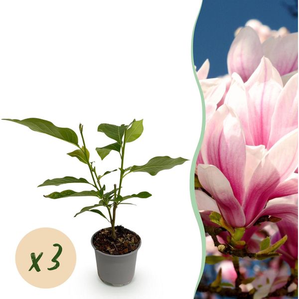 Magnolia Soulangeana – 3 Piante – 12 Cm – Altezza Circa 30 Cm – Magnolia Deciduo Con Grandi Fiori Rosa-Bianchi Primaverili Per Aiuole, Balconi E Terrazze-image