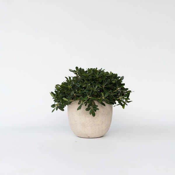 Klebsame – Pittosporum Tobira 'Nanum' – Altezza 30–40 Cm – Ø 19 Cm – Arbusto Ornamentale Sempreverde E Profumato Con Fiori Bianchi – Pianta Mediterranea Da Vaso Per Giardino E Terrazza-image