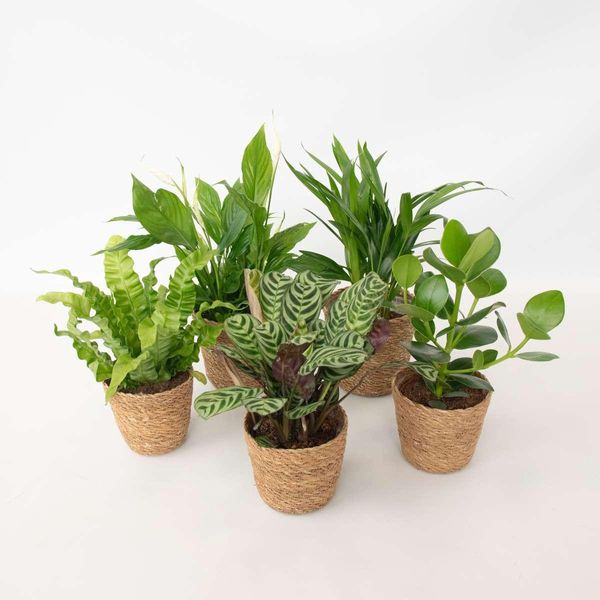 Piante Da Appartamento Che Purificano L'aria – 5 Piante Con Cestino – Altezza 25-40 Cm – Ø 12 Cm – Miscela Di Piante Verdi Di Facile Manutenzione Per Un Clima Interno Sano – Ideale Per Ufficio, Soggiorno E Camera Da Letto-image