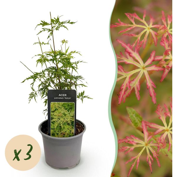 Acero Acer Palmatum Seiryu – 3 Piante – 12 Cm – Altezza Circa 35 Cm – Acero Giapponese Di Facile Manutenzione Con Fogliame Verde Intenso E Finemente Tagliato-image