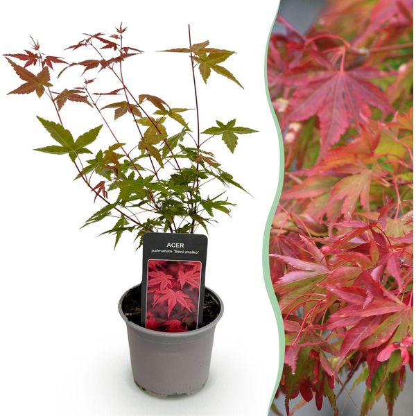 Acero Acer Palmatum Beni-Maiko – Altezza 12 Cm, Larghezza Circa 35 Cm – Fogliame Rosso In Primavera E Lucentezza Decorativa – Deciduo E Facile Da Curare – Per Aiuole, Balconi E Terrazze-image