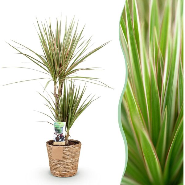 Dracaena Marginata Bicolor – 70-75 Cm – 17 Cm Con Cesto – Dracaena Facile Da Curare – Fogliame Bicolore Verde-Marrone – Pianta Da Appartamento Moderna Per Soggiorni E Uffici-image