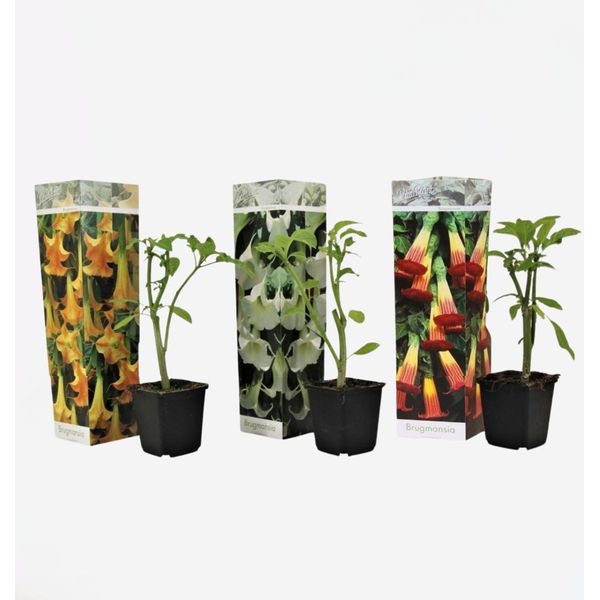 Tromba Degli Angeli – 3 Piante Brugmansia – Pianta Profumata Da Vaso Con Grandi Fiori A Forma Di Tromba – Per Terrazza, Balcone E Giardino – Crescita Rapida E Facile Da Curare – Altezza 25-40 Cm – Ø 9 Cm-image