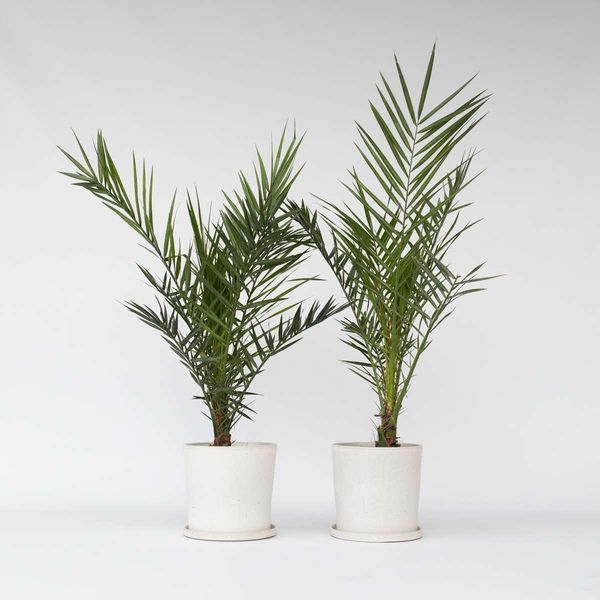 Palma Da Dattero Delle Canarie – 2 Piante – Phoenix Canariensis – Altezza 80–100 Cm – Ø 19 Cm – Palma Mediterranea Da Giardino E Terrazzo – Palma Di Facile Manutenzione Per Sole E Coltivazione In Vaso-image