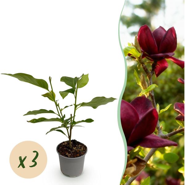 Magnolia Genie – 3 Piante – 12 Cm – Altezza Circa 30 Cm – Magnolia Decidua Con Grandi Fiori Viola Primaverili Per Aiuole, Balconi E Terrazze – Facile Da Curare E Decorativa-image