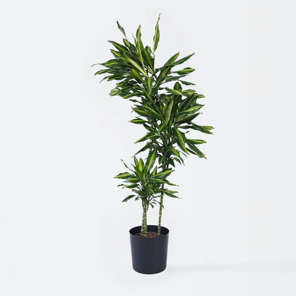 Dracaena Fragrans Cintho – Altezza 140–150 Cm – Ø 24 Cm – Grande Albero Di Drago Con Foglie Verdi E Striscia Centrale Gialla – Pianta Da Appartamento Che Purifica L'aria – Facile Da Curare E Tropicale-image