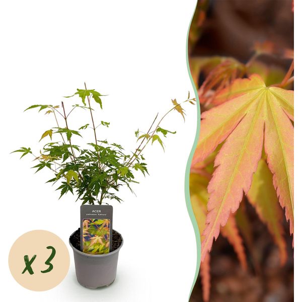 Acer Palmatum Katsura – 3 Piante – 12 Cm – Altezza Circa 35 Cm – Acero Giapponese Con Fogliame Primaverile Giallo Dorato E Colorazione Autunnale Arancione – Facile Da Curare Per Aiuole, Terrazze E Balconi-image