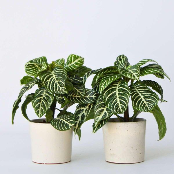 Pianta Zebra – 2 Piante – Aphelandra Squarrosa ‘Botanica’ – Altezza 25–45 Cm – Ø 13 Cm – Piante Tropicali Da Appartamento Con Foglie Striate E Fiori Gialli – Piante Esotiche, Decorative E Facili Da Curare Per Interni-image