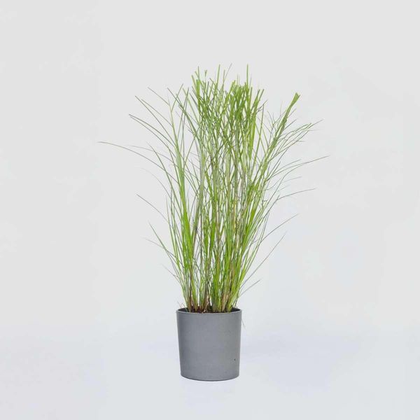 Miscanto Cinese Zebrinus – Miscanthus Sinensis 'Gracillimus' – Altezza 40–60 Cm – Ø 23 Cm – Erba Ornamentale Dal Portamento Elegante – Resistente Al Freddo E Di Facile Manutenzione – Per Giardini, Aiuole E Vasi – Non Tossica Per Gli Animali-image