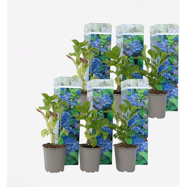 Ortensia Hydrangea – 6 Piante – Hydrangea Macrophylla 'Early Blue' – Altezza 25–40 Cm – Ø 9 Cm – Ortensia Rustica Con Fiori Blu Brillante – Resistente Al Freddo, Facile Da Curare E Molto Fiorifera – Per Giardini, Aiuole E Terrazze-image