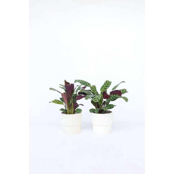 Ctenanthe Marante – 4 Piante – Ctenanthe 'Burle-Marxii' – Altezza 25–40 Cm – Ø 12 Cm – Piante Tropicali Da Appartamento Con Foglie Striate – Facili Da Curare E Non Tossiche Per Gli Animali Domestici-image