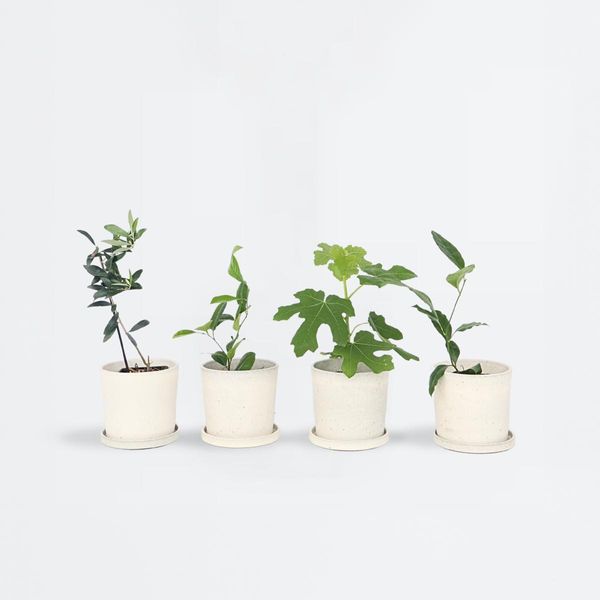 Alberi Da Frutto – 4 Piante – Altezza 25–40 Cm – Ø 9 Cm – Set Di Alberi Da Frutto Mediterranei Con Ulivo, Fico, Limone E Arancio – Per Giardino, Terrazza E Balcone-image