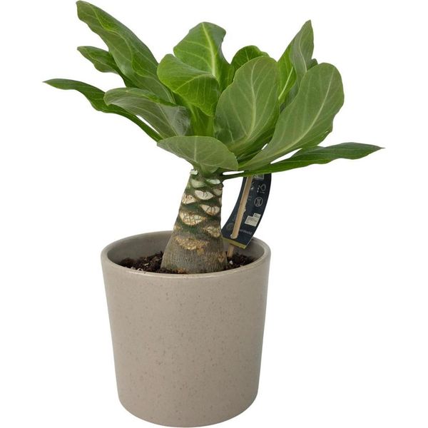 Palma Delle Hawaii Brighamia Insignis – Altezza 25–35 Cm – Ø 12 Cm – Rara Pianta Da Appartamento Proveniente Dalle Hawaii Con Foglie Verde Chiaro – Pianta Esotica Per Soggiorno, Ufficio E Giardino D'inverno-image
