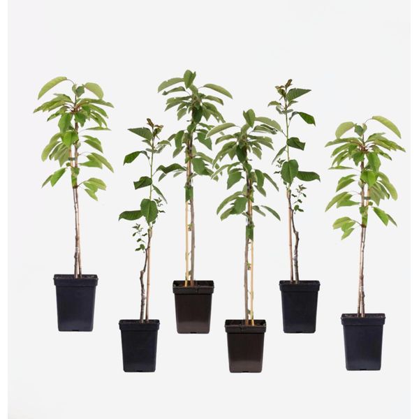 Meli – 6 Piante – Malus Domestica – Altezza 60–70 Cm – Ø 9 Cm – Alberi Da Frutto A Crescita Rapida Per Giardini, Terrazze E Balconi – Meli Resistenti Al Freddo Con Frutti Deliziosi-image