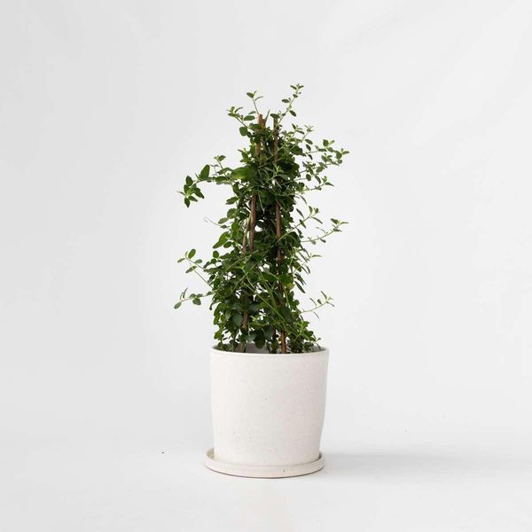 Lillà Californiano – Ceanothus Thyrsiflorus Repens – Arbusto Ornamentale Sempreverde Con Fiori Blu-Viola – Resistente Al Gelo E Facile Da Curare – Per Giardino, Terrazza E Supporto Per Rampicanti – Altezza 60-70 Cm – Ø 17 Cm-image
