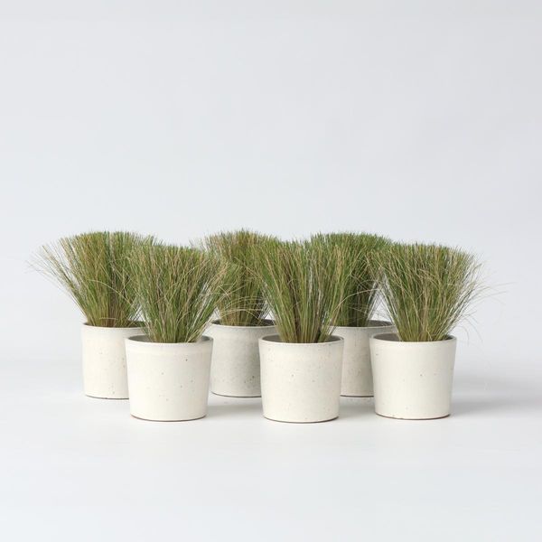 Erba Piumata – 9 Piante – Stipa Tenuifolia 'Pony Tails' – Altezza 20–30 Cm – Ø 9 Cm – Erba Ornamentale Resistente Al Freddo E Perenne – Erba Piumata Delicata Per Aiuole E Vasi Soleggiati – Facile Da Curare E Sempreverde-image