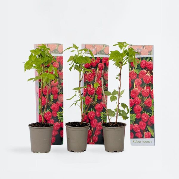 Piante Di Lamponi – 3 Piante – Rubus Idaeus 'Autumn Bliss' – Altezza 25–40 Cm – ⌀9 Cm – Lampone Autunnale Resistente Al Freddo – Pianta Da Frutto Autoimpollinante Per Giardino, Balcone E Aiuola Rialzata – Frutti Dolci E Resa Elevata-image