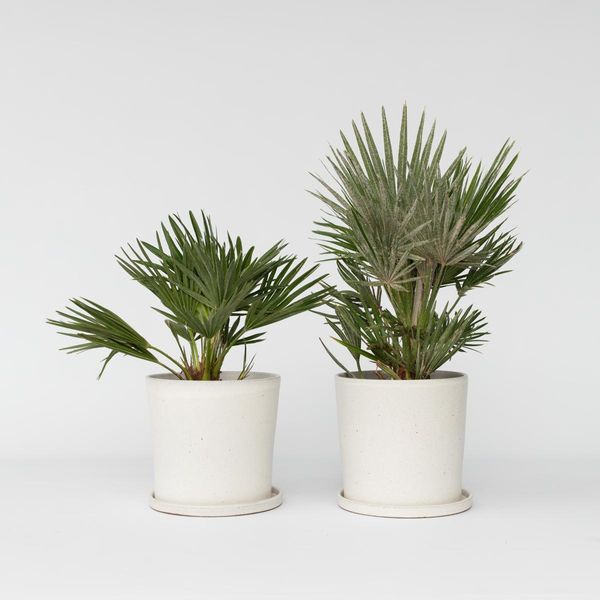 Palma Nana Vulcanica – 2 Piante – Chamaerops Humilis ‘Vulcano’ – Altezza 35–45 Cm – Ø 19 Cm – Palma A Ventaglio Resistente Al Freddo Proveniente Dalla Sicilia – Pianta Compatta Mediterranea Da Giardino E Da Vaso-image