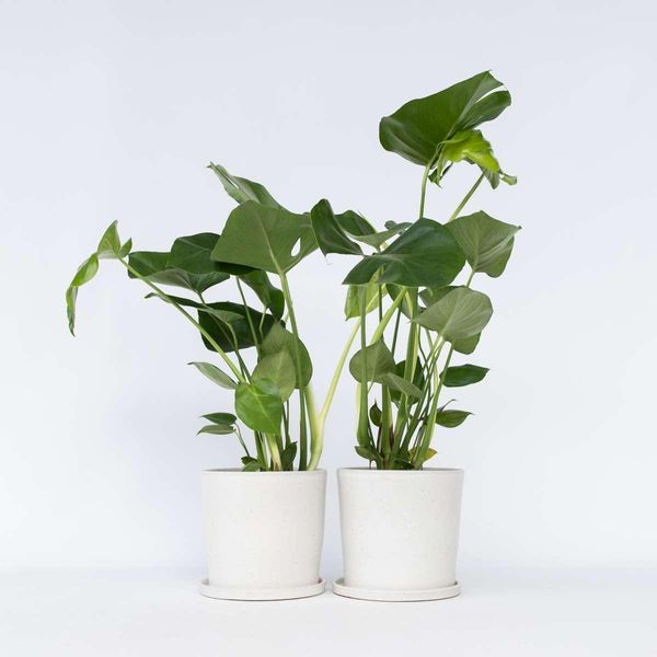 Monstera – 2 Piante – Monstera Deliciosa – Piante Tropicali Da Appartamento Con Foglie Grandi E Perforate – Altezza 50-60 Cm – Ø 17 Cm – Facili Da Curare E Purificatrici Dell'aria-image