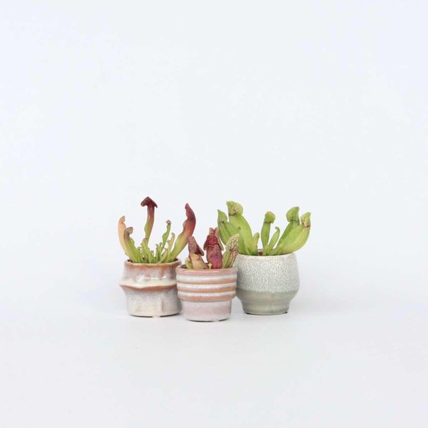Pianta Tubolare Sarracenia Purpurea – 3 Piante – Altezza 10 Cm – Ø 6 Cm – Pianta Carnivora Con Foglie Carnivore Rosso Porpora – Pianta Palustre Che Ama Il Sole, Ideale Per Davanzali, Terrazze E Terrari-image