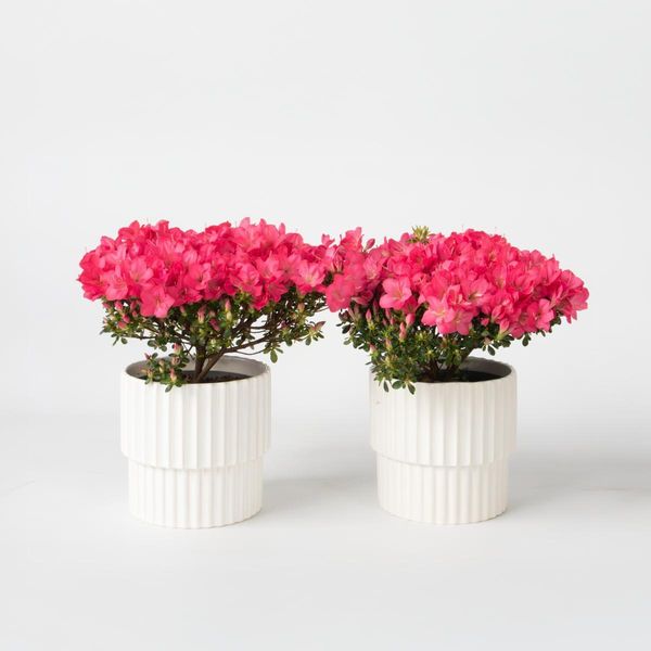 Rododendro Azalea – 2 Piante Rododendro Azalea Anouk – Pianta Da Giardino Sempreverde Con Fiori Rosa Tenue – Azalea Giapponese Per Aiuole, Terrazze E Balconi – Facile Da Curare E Compatta – Altezza 25–40 Cm – Ø 17 Cm-image