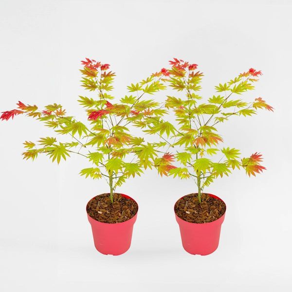 Acero Giapponese – 2 Piante – Acer Shirasawanum 'Moonrise' – Acero Ornamentale Con Foglie Giallo-Arancio E Rosse – Crescita Compatta, Resistente Al Freddo E Facile Da Curare – Per Giardini, Terrazze E Vasi – Altezza 40–50 Cm – Ø 19 Cm-image