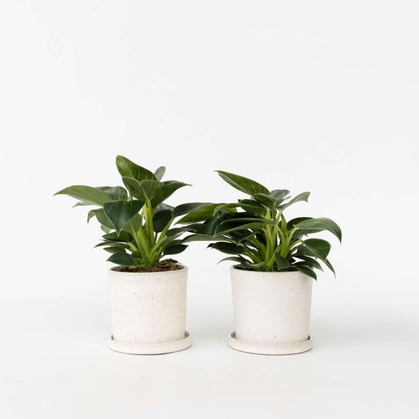 Philodendron "White Wave"" – 2 Piante – Pianta Da Appartamento Con Foglie Bianche – Altezza 25-40 Cm – Vaso Ø 12 Cm – Facile Da Curare E Decorativa Per Soggiorno, Ufficio E Interni"-image