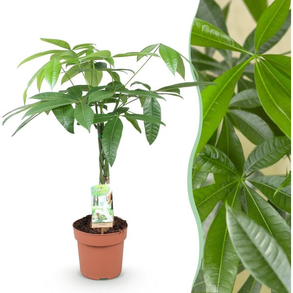 Pachira Aquatica Tronco Intrecciato – 60-70 Cm – 17 Cm – Albero Dei Soldi Facile Da Curare – Pianta Da Appartamento Verde Per Soggiorno E Ufficio – Purificante Dell'aria E Decorativa-image