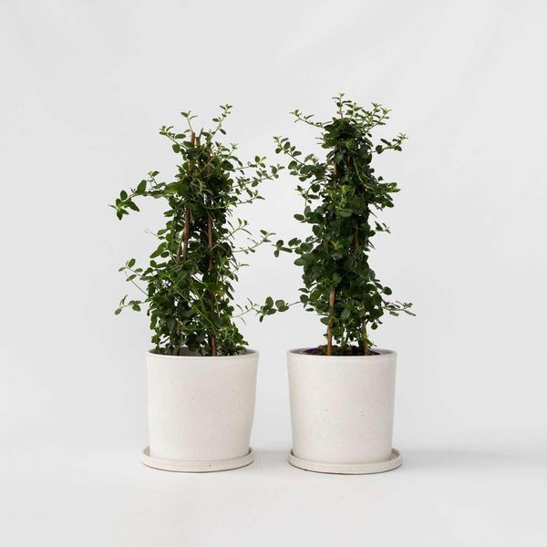 Lillà Della California – 2 Piante – Ceanothus Thyrsiflorus Repens – Lillà Della California Sempreverde Con Fiori Viola-Blu – Arbusto Ornamentale E Pianta Rampicante – Resistente Al Freddo E Facile Da Curare – Altezza 60-70 Cm – Ø 17 Cm-image
