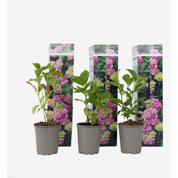 Ortensia - 3 Piante - Hydrangea Macrophylla 'Early Pink' - Altezza 25-40 Cm - Piante Ornamentali Ø9 Cm - Ortensia Rosa Rustica - Resistente Al Freddo, Facile Da Curare E Perenne - Per Giardino, Terrazza E Balcone-image