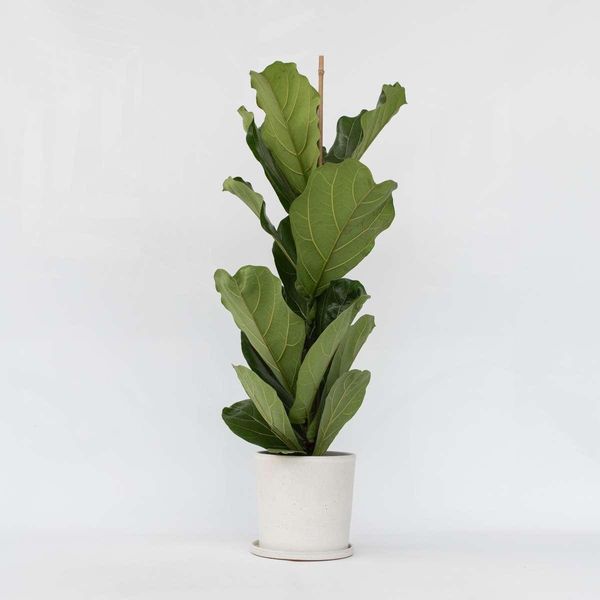 Ficus Violino – Ficus Lyrata – Grande Pianta Da Appartamento Con Foglie Xxl – Pianta Decorativa Tropicale E Purificatrice Dell'aria – Facile Da Curare E Robusta – Altezza 70-90 Cm – Ø 21 Cm-image