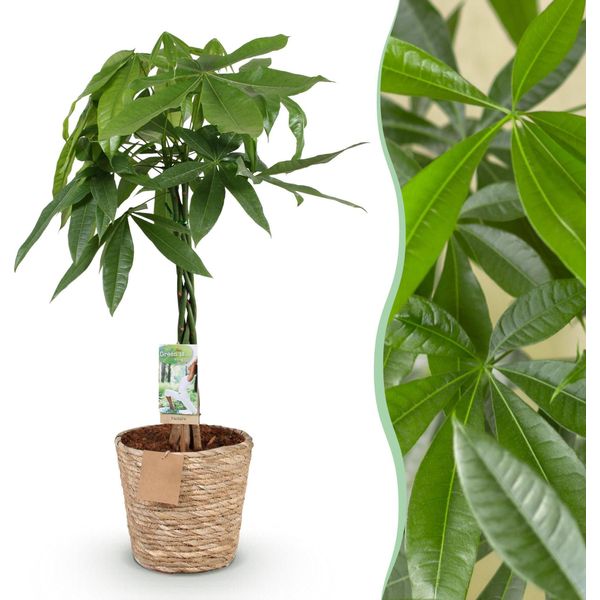 Pachira Aquatica Con Tronco Intrecciato – 80-90 Cm – 21 Cm – Cesto Incluso – Albero Dei Soldi Facile Da Curare – Pianta Verde Che Purifica L'aria-image