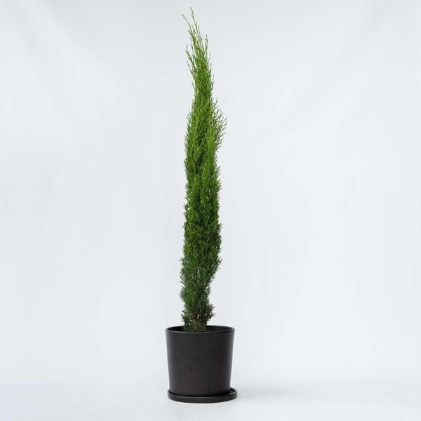 Cipresso Mediterraneo – Cupressus Sempervirens – Altezza 70–80 Cm – Ø 19 Cm – Conifera Sempreverde Con Portamento Colonnare – Cipresso Resistente Al Freddo Per Giardini E Terrazze – Pianta Toscana Di Facile Manutenzione-image