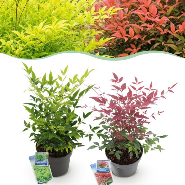 Bambù Celeste Nandina Duo - Giallo E Rosso - 2 Piante - Sempreverde - Facile Da Curare - 17 Cm Di Altezza 45 Cm-image