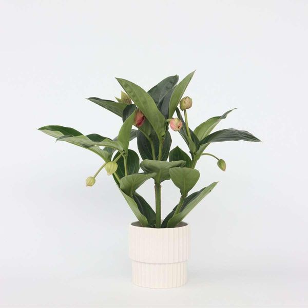 Rosenmedinilla – Medinilla Magnifica – Altezza 55–60 Cm – Pianta Da Appartamento Esotica Con Grappoli Di Fiori Rosa – Pianta Tropicale Con Foglie Lucide – Facile Da Curare E Decorativa-image