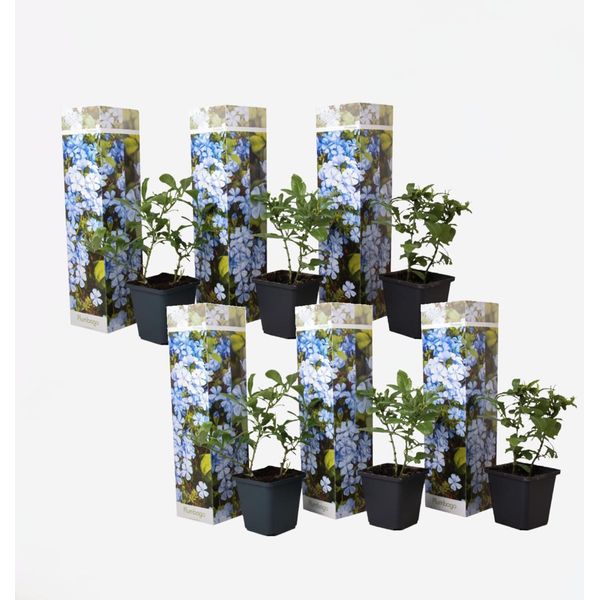 Plumbago Auriculata – 6 Piante – Plumbago Auriculata – Altezza 25-40 Cm – ⌀9 Cm – Pianta Rampicante Ricca Di Fiori Azzurri – Per Giardino, Terrazza E Vaso-image