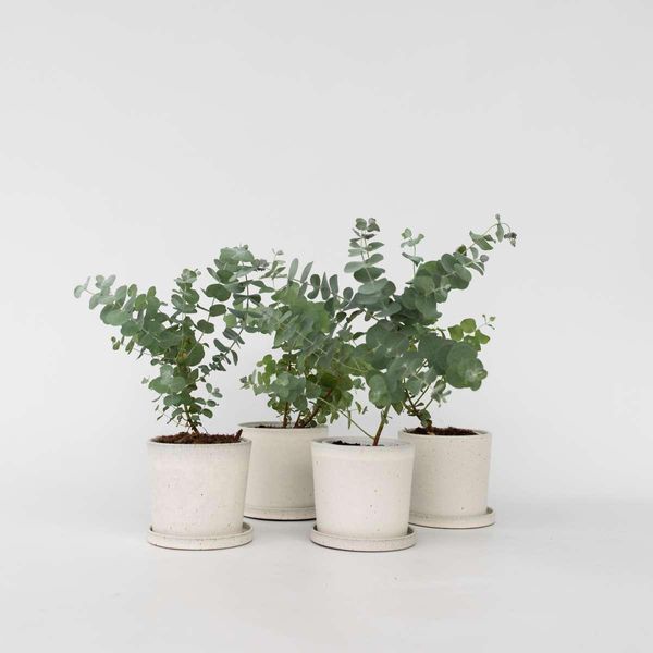 Eucalipto – 6 Piante – Eucalyptus Pulverulenta "Baby Blue"" – Pianta Ornamentale Profumata Con Foglie Blu-Argento – Altezza 25-40 Cm – Ø 12 Cm – Per Interni Ed Esterni, Moderatamente Resistente Al Freddo"-image