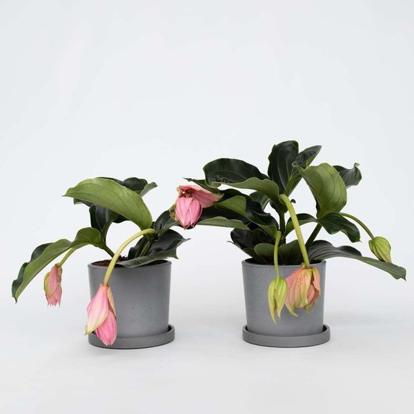 Rosenmedinilla – 2 Piante – Medinilla Magnifica – Altezza 40–50 Cm – Ø 17 Cm – Pianta Da Appartamento Esotica Con Grappoli Di Fiori Rosa – Pianta Tropicale Da Fiore Per Soggiorno E Giardino D'inverno-image