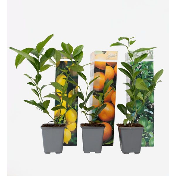Mix Di Piante Agrumate – 3 Piante – Limone, Arancio E Lime – Altezza 25–40 Cm – Ø 9 Cm – Piante Mediterranee Da Interno, Balcone E Terrazzo – Sempreverdi E Aromatiche-image