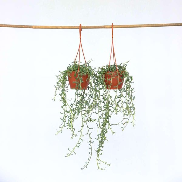 Pianta Delfino – 2 Piante – Senecio Peregrinus – Pianta Succulenta Con Foglie A Forma Di Delfino – Altezza 10-20 Cm – Vaso Ø 12 Cm – Pianta Da Appartamento Facile Da Curare Per Posizioni Soleggiate-image