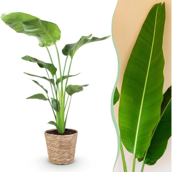 Albero Strelitzia Strelitzia Nicolai – Grande Fiore Dell'uccello Del Paradiso Facile Da Curare In Un Cesto Decorativo – 21 Cm – Altezza 110-120 Cm – Pianta Tropicale Verde – Rigogliosa Pianta D'appartamento Decorativa-image