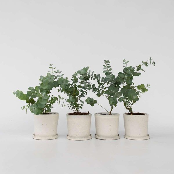 Eucalipto – 4 Piante – Eucalyptus Pulverulenta "Baby Blue"" – Pianta Ornamentale Profumata Con Foglie Grigio-Argento – Altezza 25-40 Cm – Vaso Ø 12 Cm – Per Interni Ed Esterni"-image
