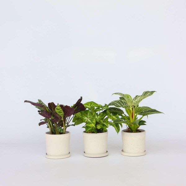 Set Di Piante Da Interno – 3 Piante – Altezza 25–40 Cm – Ø 12 Cm – Mix Di Piante Tropicali Per L'ufficio E La Casa – Con Philodendron White Wave, Syngonium Pixie E Ctenanthe Burle Marxii – Facili Da Curare E Purificatrici Dell'aria-image