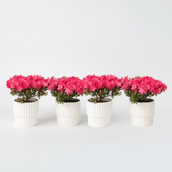 Rododendro Azalea – 4 Piante Rododendro Azalea ‘Anouk’ – Azalea Giapponese Con Fiori Rosa – Sempreverde E Resistente Al Freddo – Ideale Per Giardini, Balconi E Vasi – Facile Da Curare E Compatta – Altezza 25–40 Cm – Ø 17 Cm-image