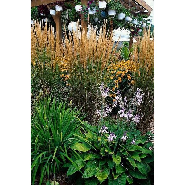 Calamagrostis Acutiflora 'Karl Foerster' - 48 Piante - ↕10-25Cm - Ø9Cm - Erba Ornamentale Resistente - Crescita Eretta - Facile Da Curare - Per Aiuole E Bordure-image