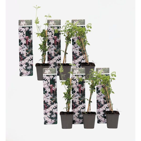 Gelsomino – 6 Piante – Jasminum Officinale – Altezza 25–40 Cm – Ø 9 Cm – Pianta Rampicante Profumata Con Fiori Bianchi – Pianta Da Giardino A Foglia Caduca Per Recinzioni, Muri E Pergolati-image