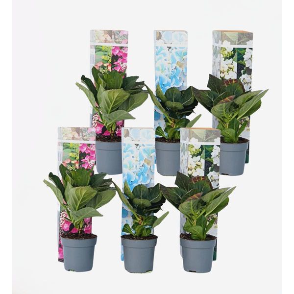 Ortensia Hydrangea – 6 Piante – Hydrangea Macrophylla – Altezza 25–40 Cm – Ø 9 Cm – Ortensia A Piatto Dai Colori Vivaci Con Grandi Infiorescenze – Resistente Al Freddo E Facile Da Curare – Per Giardini, Aiuole E Vasi-image