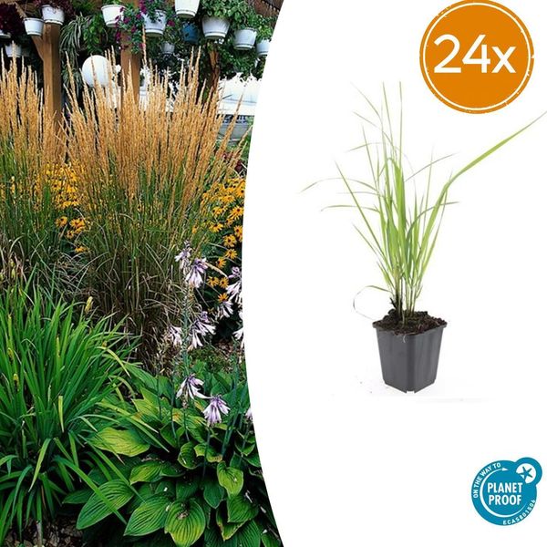 Calamagrostis Acutiflora 'Karl Foerster' - 24 Piante - ↕10-25Cm - Ø9Cm - Erba Ornamentale Resistente - Crescita Eretta - Fiori Giallo Oro - Facile Da Curare E Da Strutturare-image